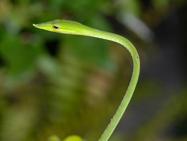 Orange Asian Vine Snake