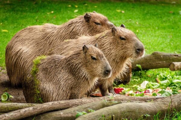 Capybara for sale