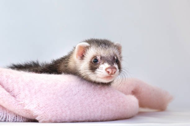 Baby Libyan Striped Weasel