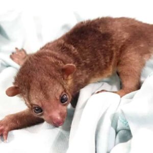 Juvenile Kinkajou