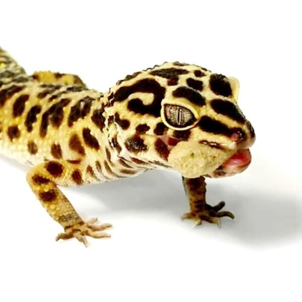 Leopard Geckos