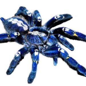 poecilotheria metallica