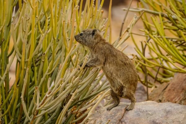 baby Rock Hyrax
