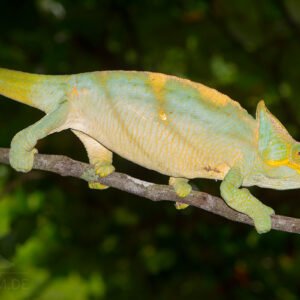 Yellow Lip Parson's Chameleon