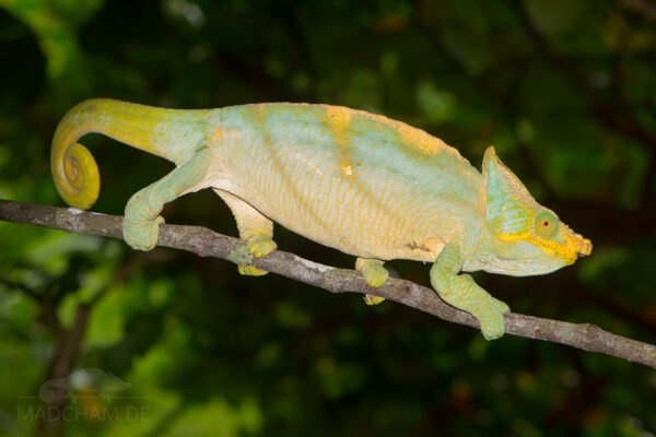 Yellow Lip Parson's Chameleon