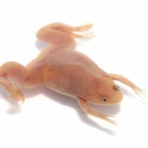african clawed frog for sale