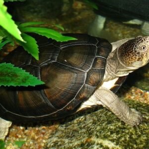 african sideneck turtle