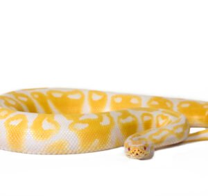 albino ball python