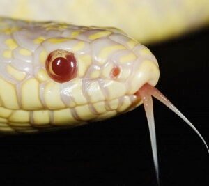 albino california kingsnake