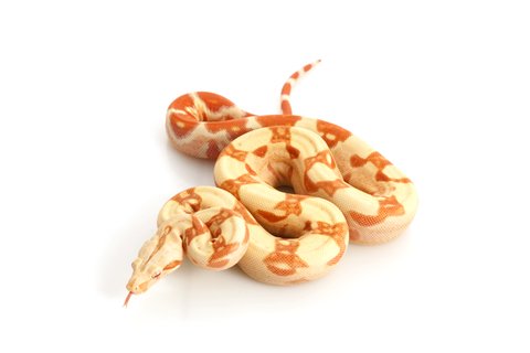 albino colombian boa