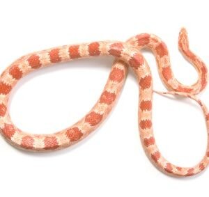 corn albino snake