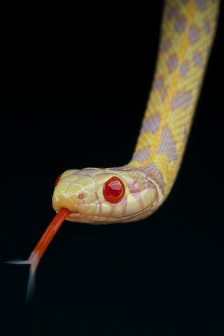 albino garter snake