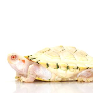 albino red eared slider
