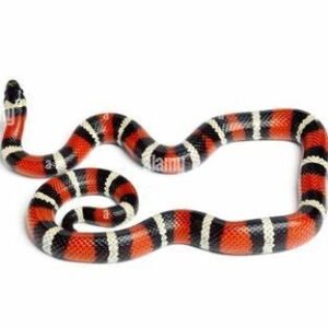 albino sinaloan milk snake