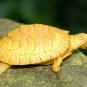 albino snapping turtle
