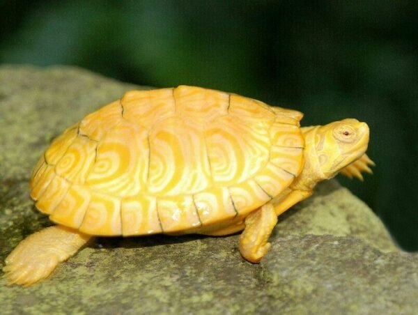 albino snapping turtle