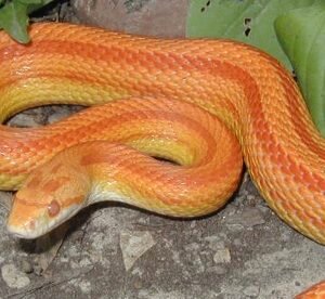 albino striped corn snake