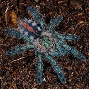 amazon sapphire tarantula