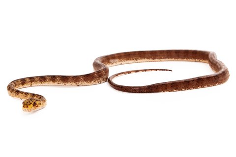 amazon tree boa