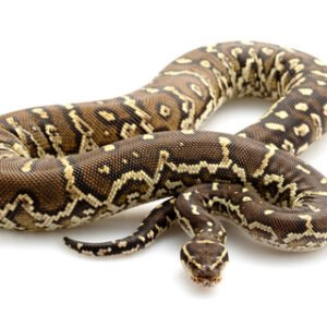 angolan python