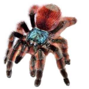 antilles pink toe tarantula