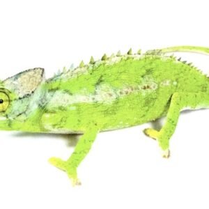 antimena chameleon