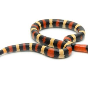 apricot pueblan milk snake