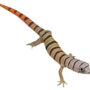 ashy gecko