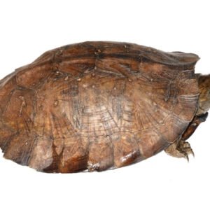 asian leaf turtle
