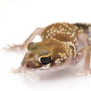 australian barking gecko