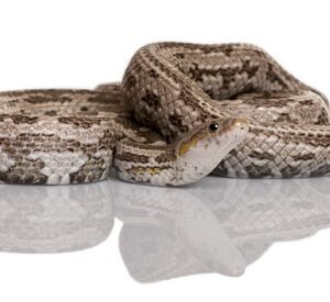 baird's rat snake