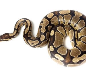 banana ball python