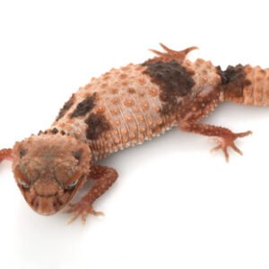 banded knob tailed gecko