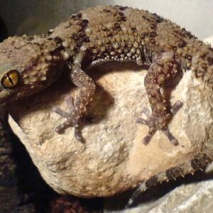 bibron gecko