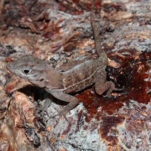 Big Head Anole