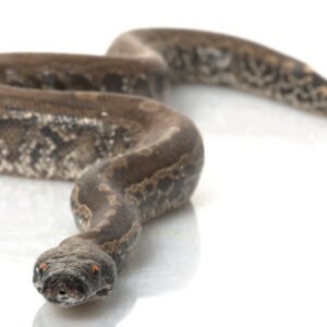 blood python morphs
