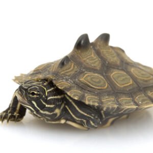 black knobbed map turtle