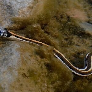 black neck garter snake