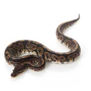 black pastel ball python