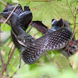 black rat snake