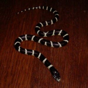 lampropeltis getula californiae