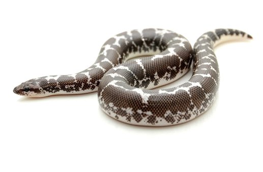 black and white kenyan sand boa