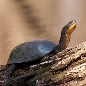 blanding's turtle for sale