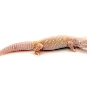 blazing blizzard leopard gecko