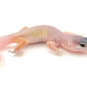 midnight blizzard leopard gecko 