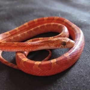 blood red corn snake