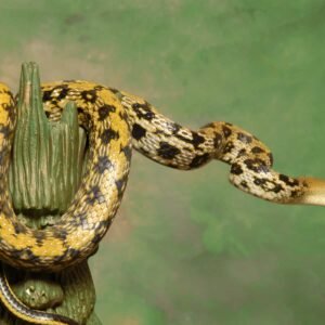 blue beauty rat snake
