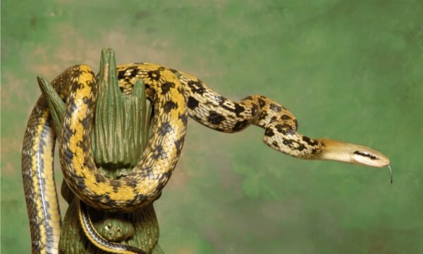 blue beauty rat snake