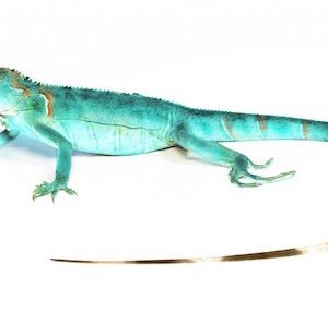 blue iguana for sale