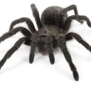 brazilian black tarantula